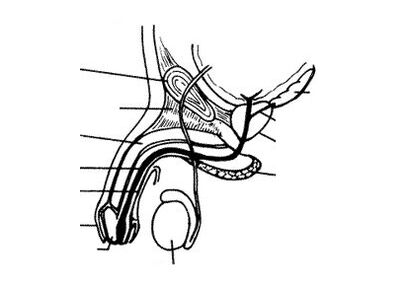struktura penisa